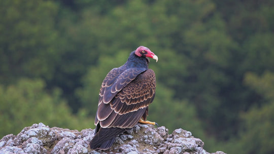 turkey vulture close up