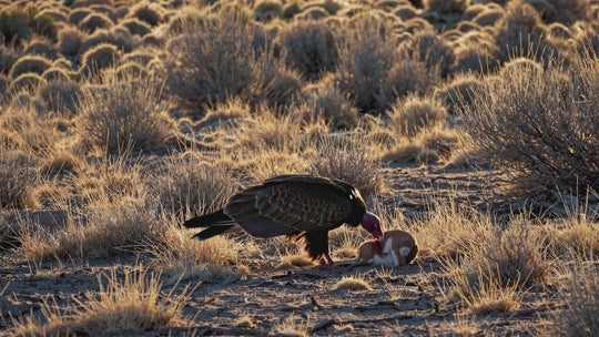 Turkey Vulture