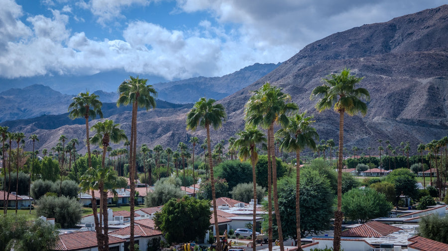 Tall fan palms above Rancho Las Palmas homes in Rancho Mirage
