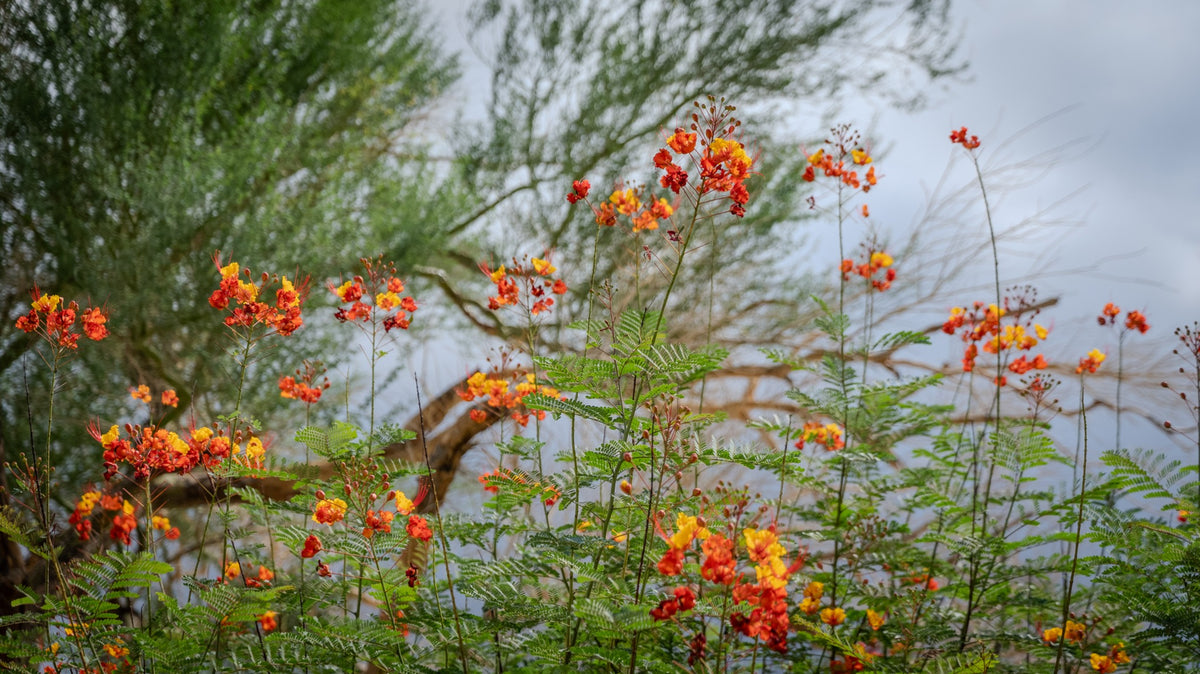 Red bird of paradise with orange and yellow flowers above fernlike leaves, photographed by Mark Miller in La Quinta Cove.