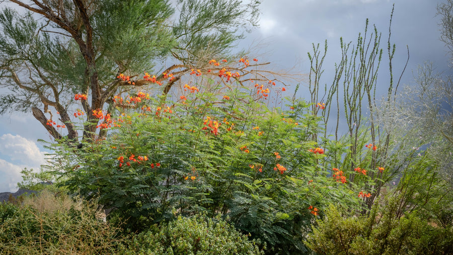Full red bird of paradise shrub in bloom along a La Quinta Cove hiking area, photographed by Mark Miller.