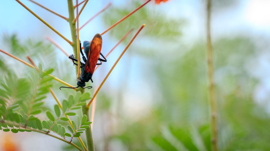Wasp resting on a red bird of paradise stem amid small oval leaflets in La Quinta Cove, photographed by Mark Miller.