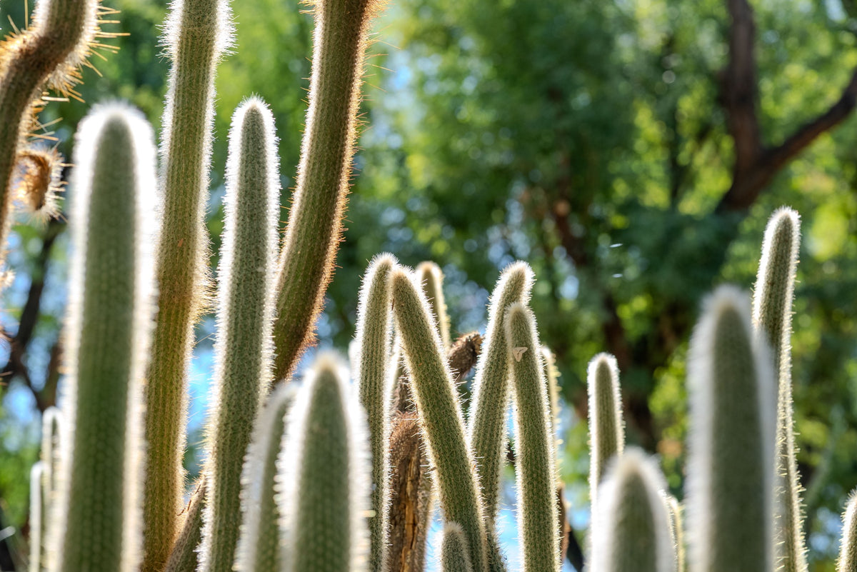 Backlit silver torch cactus stems covered in fine pale spines at Sunnylands in Rancho Mirage, with soft green foliage behind them.
