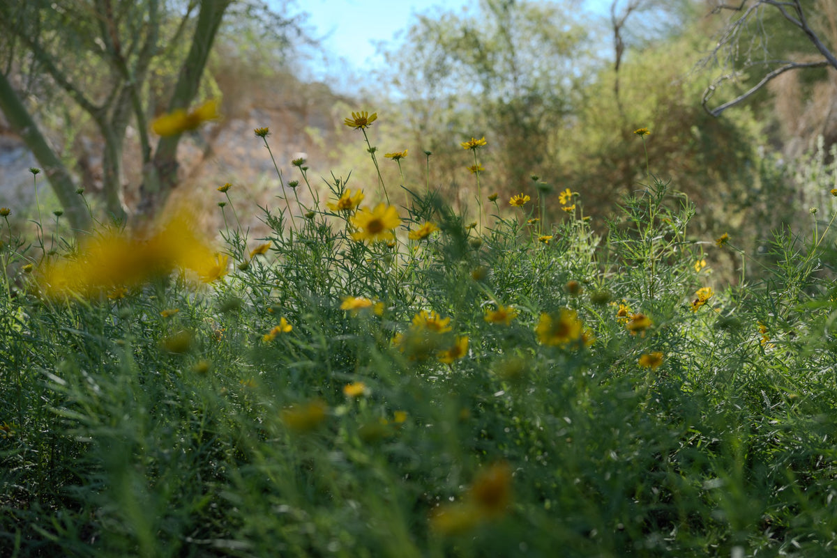 Yellow daisy-like flowers and finely divided narrow foliage, consistent with skeletonleaf goldeneye, at The Living Desert in Palm Desert, photographed by Mark Miller on October 15, 2026.