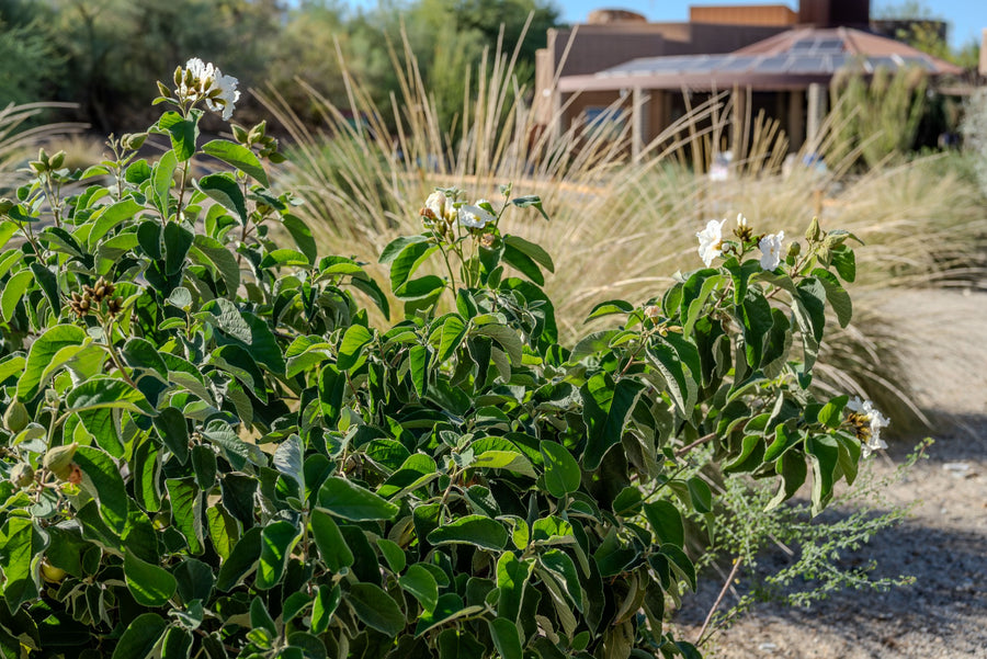 Texas olive shrub with white flowers and broad gray-green leaves at The Living Desert in Palm Desert, photographed by Mark Miller on October 15, 2026.