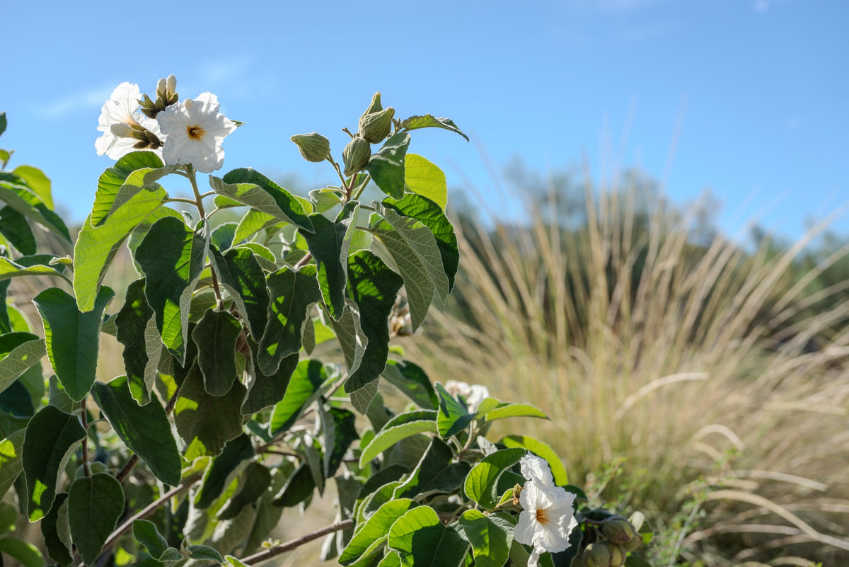 White Texas olive flowers and textured leaves at The Living Desert, photographed by Mark Miller on October 15, 2026.